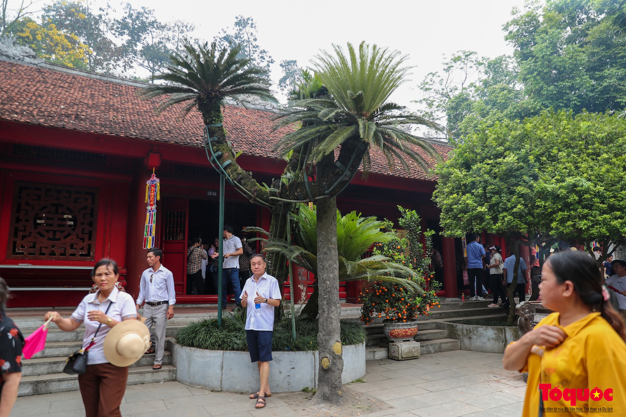 Chiêm ngưỡng cây vạn tuế gần ngàn năm tuổi - Báu vật xanh của Di tích lịch sử Đền Hùng - Ảnh 5.